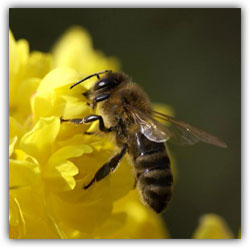 Притча о пчеле и мухе