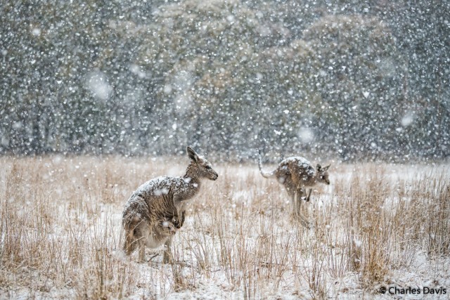 Победители Australian Geographic Nature Photographer of the Year 2019