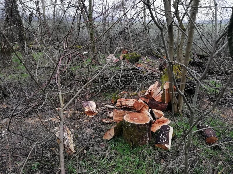 Про мусорный коллапс в Краснодаре Про мусорный коллапс в Краснодаре