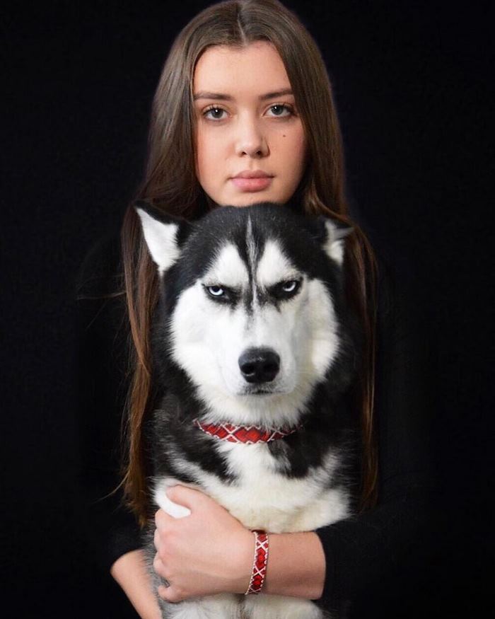 angry-husky-christmas-photoshoot-anuko-11