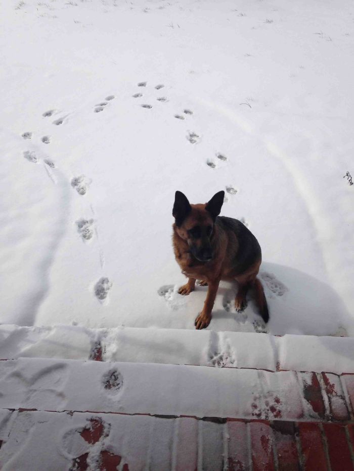 My Dog's First Time Seeing Snow. Instant 