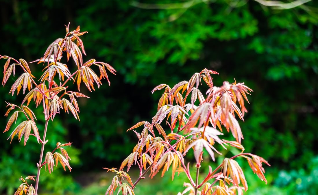 Очередные 10 000 шагов к здоровью Очередные 10 000 шагов к здоровью коронавирус,медицина,общество,яостаюсьдома