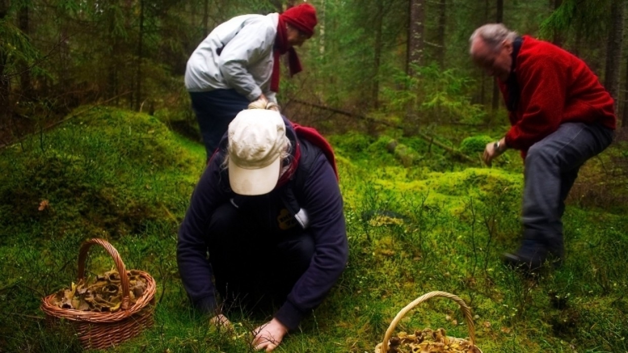 Общественница Аксенова посоветовала петербуржцам поторопиться в лес за опятами