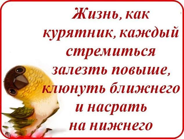 Небольшой горный городок в Грузии. Наш командировочный заходит в вино-водочный магазин... весёлые