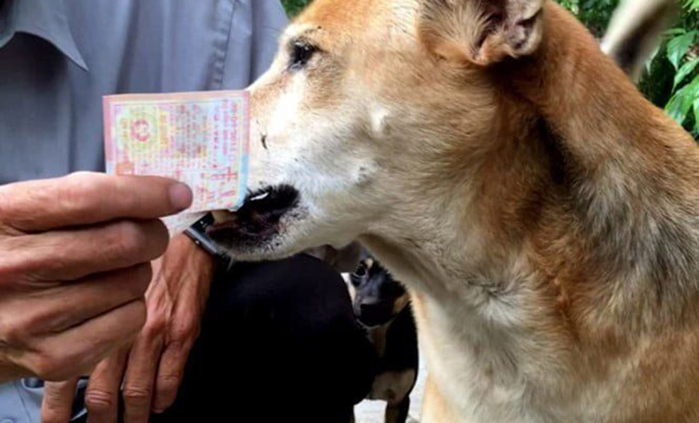 Бездомный помог уличной собаке, а она в ответ стала приносить ему деньги. Видео