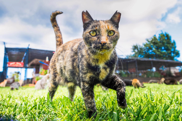 Кошачий рай на острове