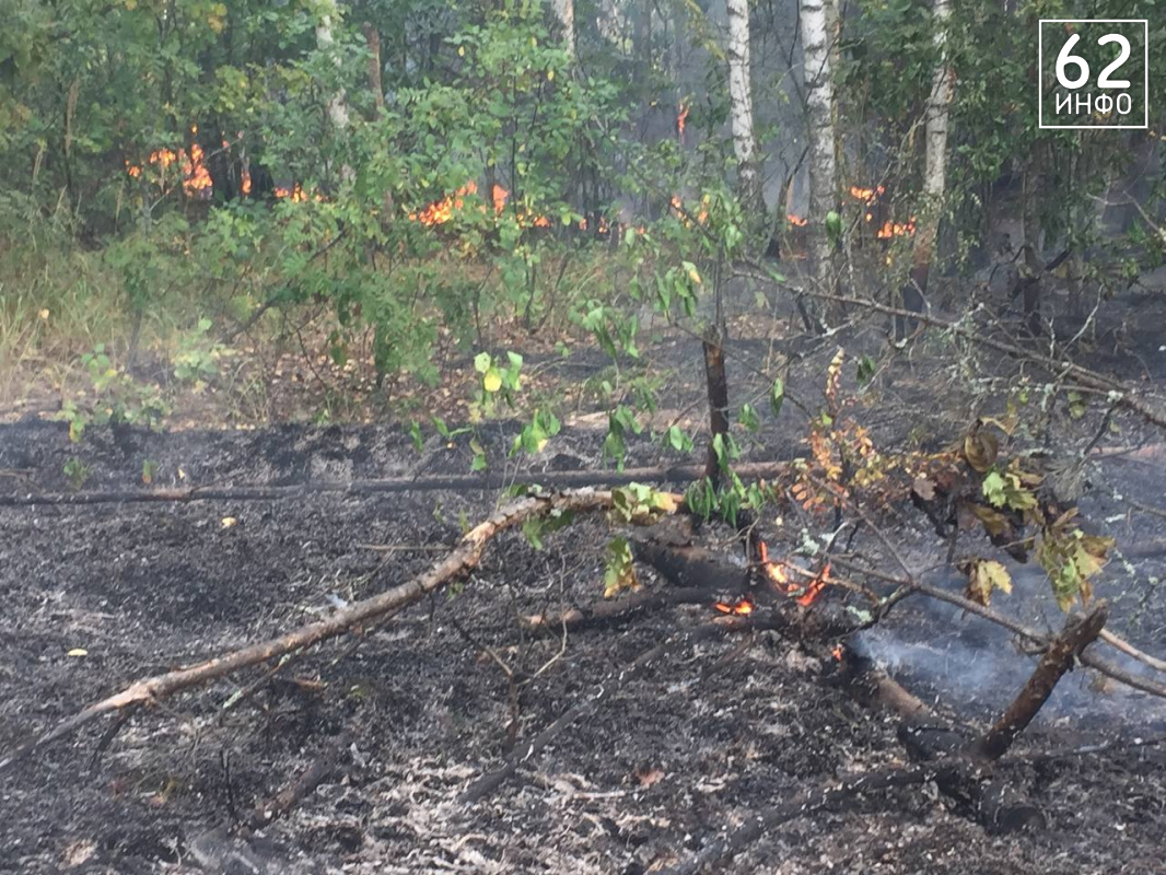 В Рязани в сезоне-2024 потушили 4 лесных пожара