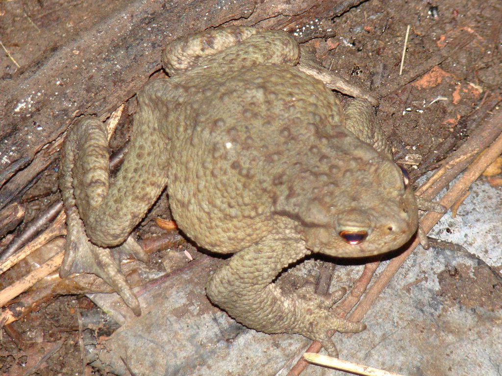 1024px-Bufo_verrucosissimus_Ust'-Labunsk_03