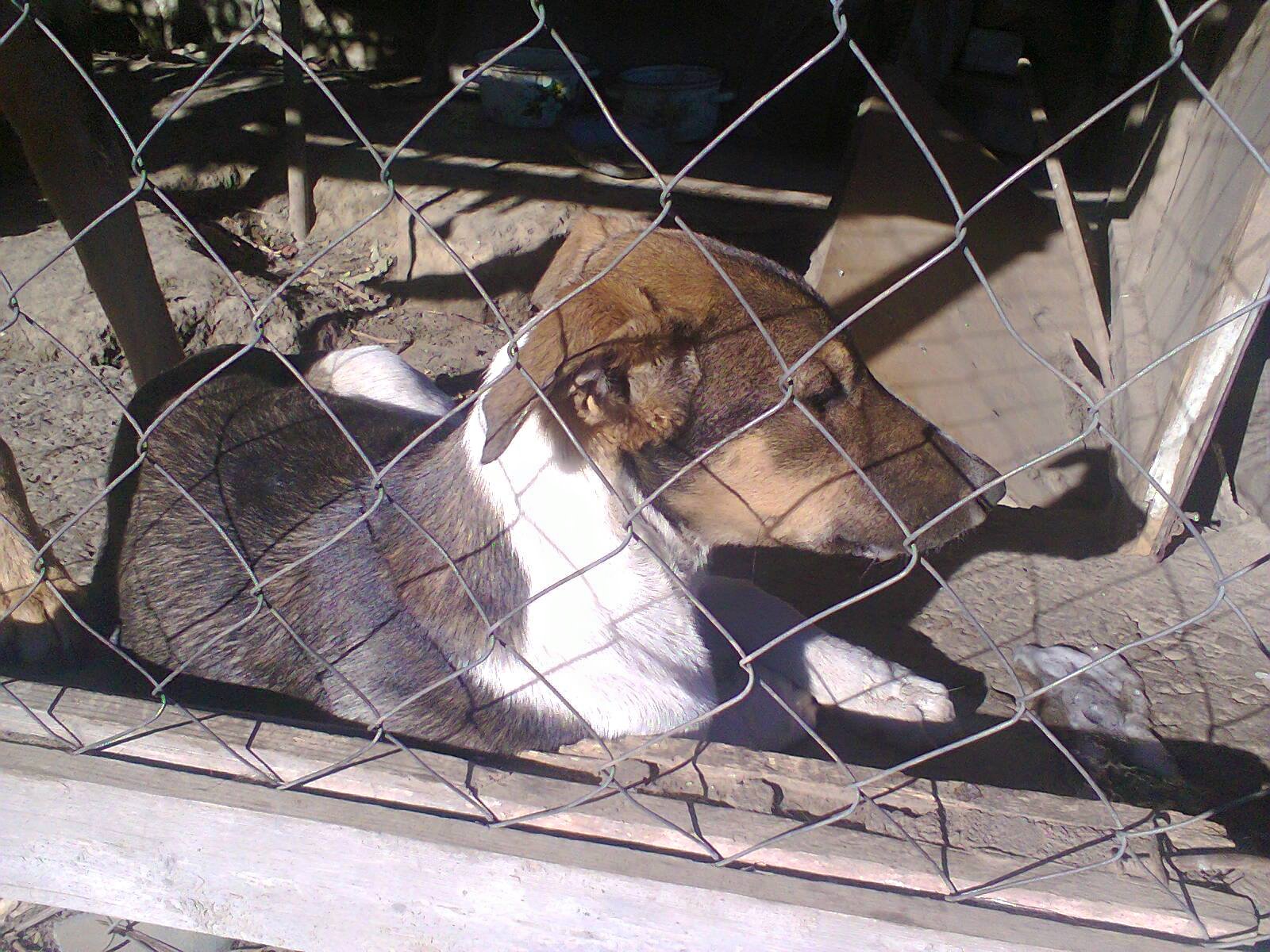 щенок в вольере