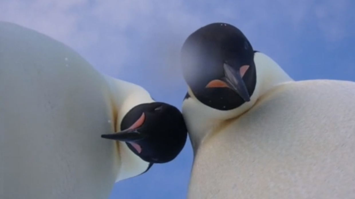 Самая большая колония пингвинов в мире сократилась почти на 90%