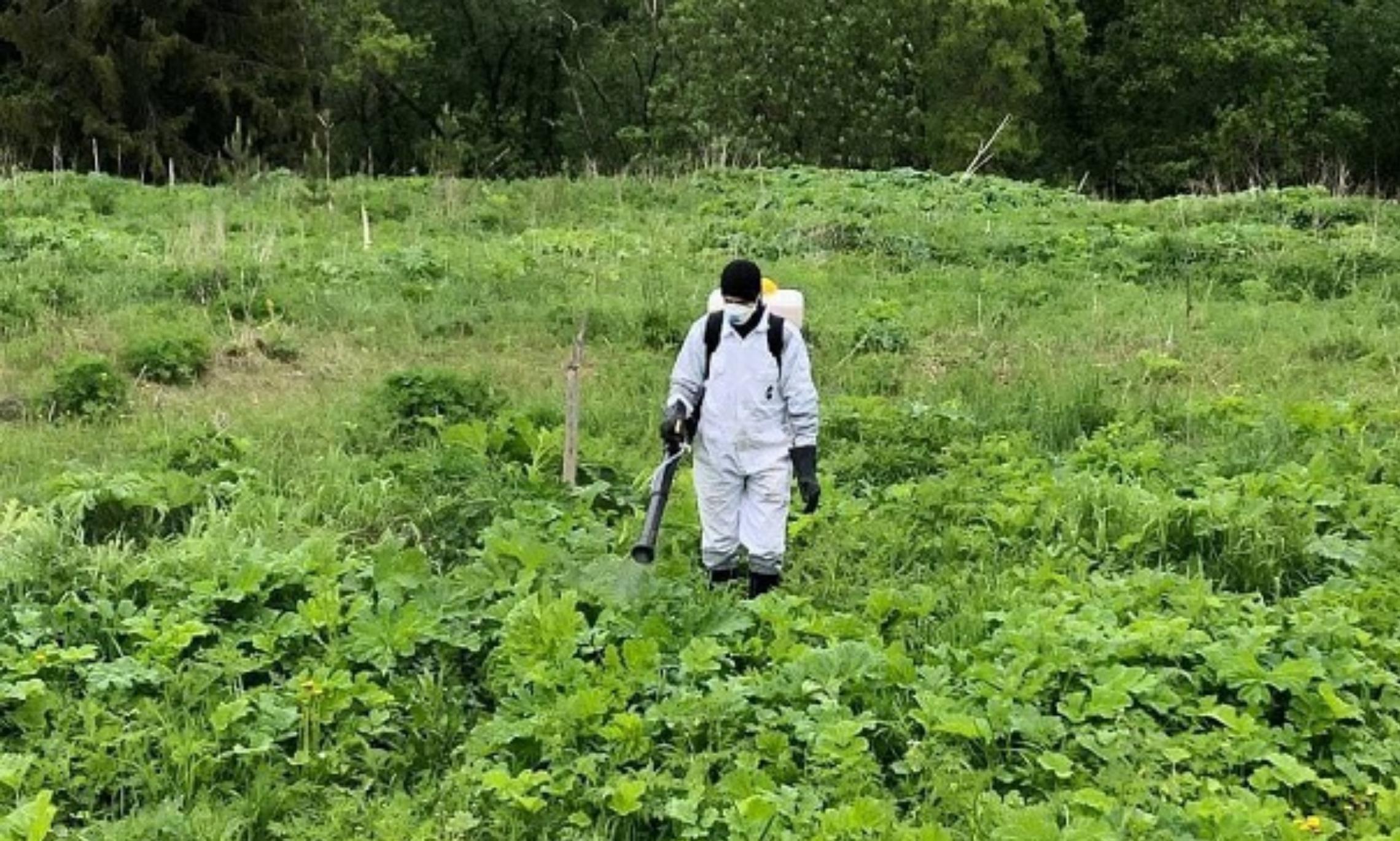 В Архангельской области планируют бороться с борщевиком