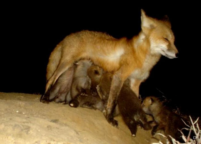 This Fox Has 8 Kits And I Got This Trail Cam Pic Of Them Nursing In Front Of The Den Site