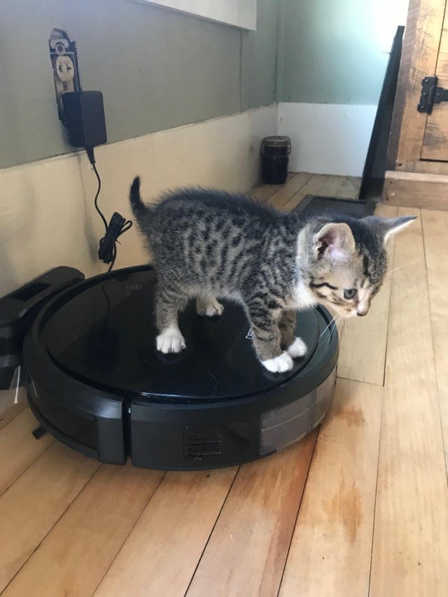 20 крошечных котят, про которых ласково говорят «ладошечные» 20 крошечных котят, про которых ласково говорят «ладошечные»