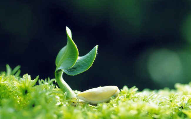 Ученые из Университета Теннеcси планируют представить "умные" растения генетика, растения, генетически-модифицированный