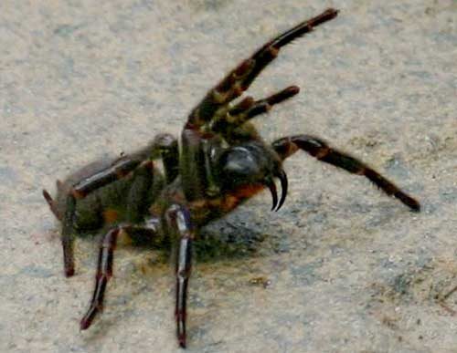 Какой паук самый ядовитый на Земле — фото и описание опаснейших видов пауков