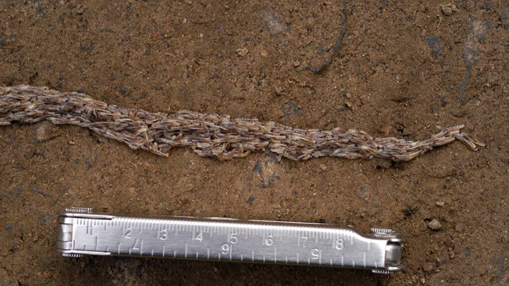 Тайна странного “змеиного червя” на Аляске наконец-то раскрыта после более чем 10 лет исследований