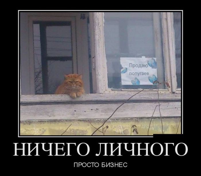 Веселые демотиваторы для хорошего настроения (11 фото)
