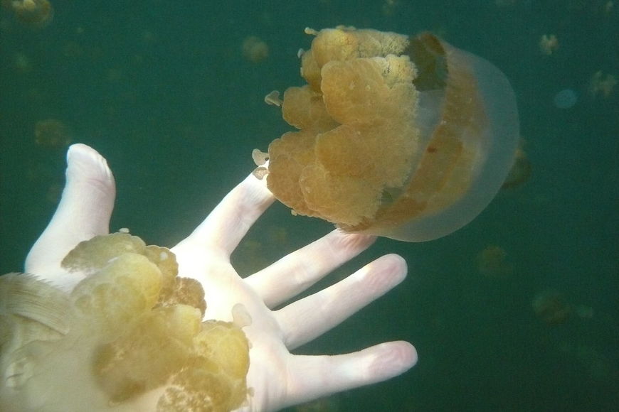 Из Озера Медуз исчезают медузы