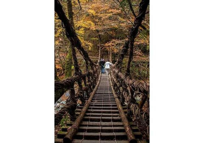 Арбоархитектура: как вырастить дом из саженца? Арбоархитектура: как вырастить дом из саженца? деревья,дома,природа,экология