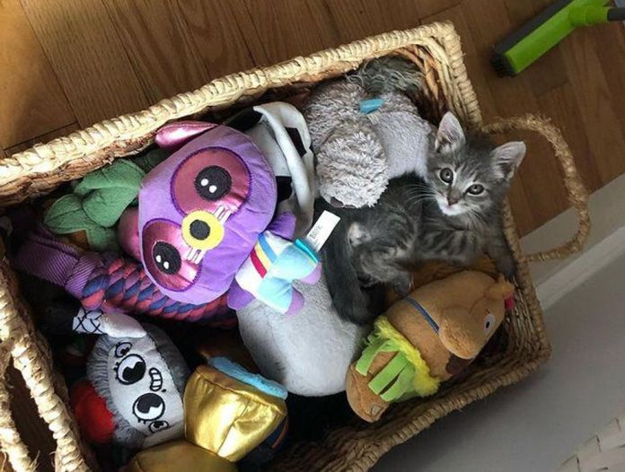 Без кота и жизнь не та