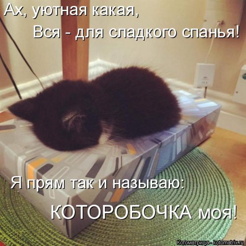 Котоматрица для всех позитив