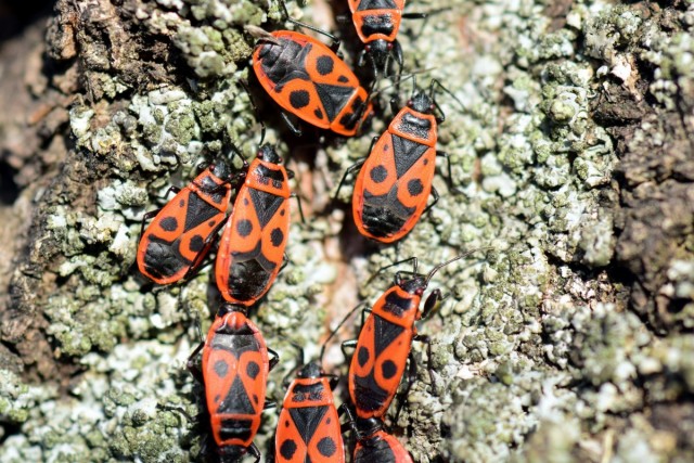 Клопы-солдатики, или красноклопы бескрылые, или козачки (Pyrrhocoris apterus)