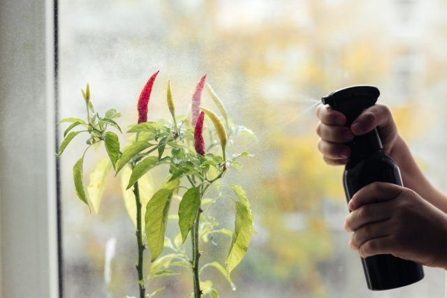 Лучшие сорта жгучего перца для выращивания на окне огород,полезные советы