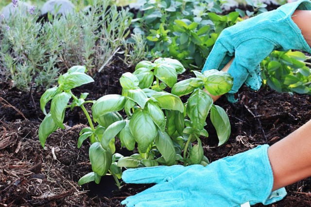 Базилик душистый (Ocimum basiliicum)