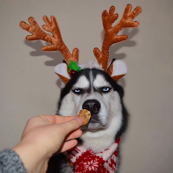 angry-husky-christmas-photoshoot-anuko-2