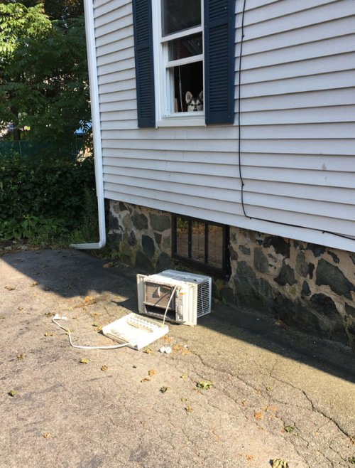 Смешные собаки, которые перенесли странность аж в другое измерение 