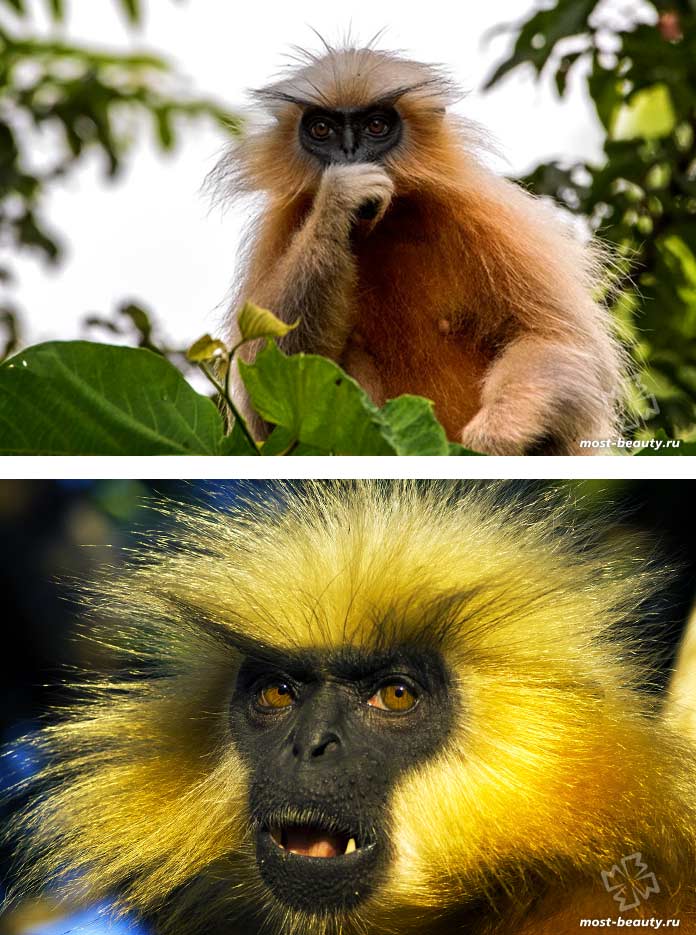 Самые красивые виды обезьян: Золотой лангур. СС0