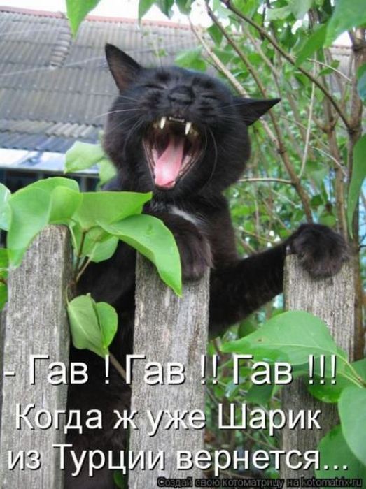 Мысли вслух :)