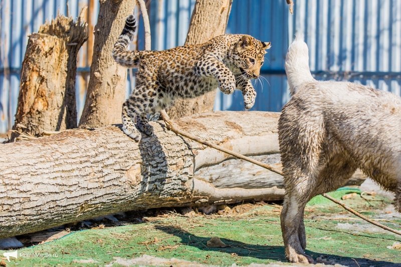 Леопардесса, выкормленная ретривером, привыкает в приморском зоопарке к новому другу леопард, приморский зоопарк, фоторепортаж