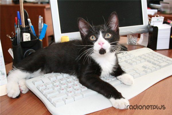 Правила кошек Правила кошек