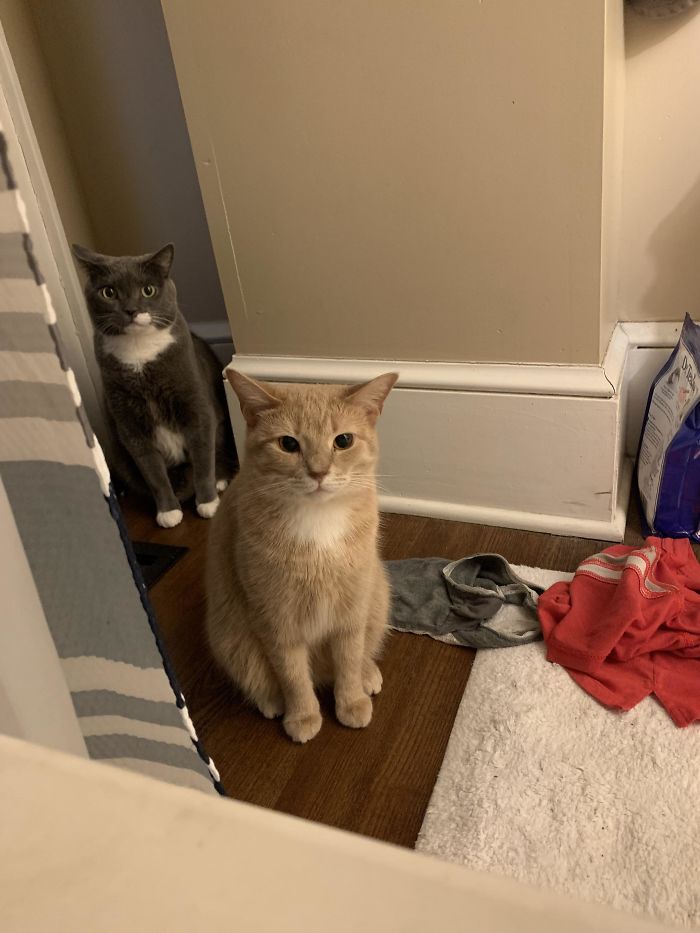 серый и рыжий кот сидят в ванной