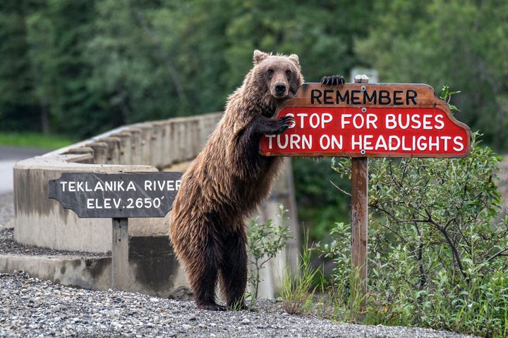 Смешные и дикие... Comedy Wildlife Photography Awards