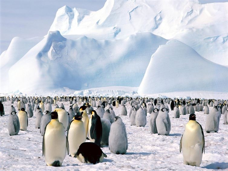 2. Менее 1% территории Антарктиды свободно от льда интересное, невероятное, факты