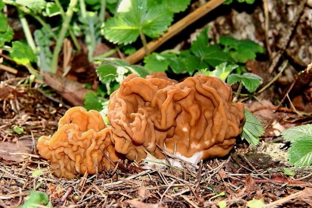 Строчок гигантский (Gyromitra gigas)