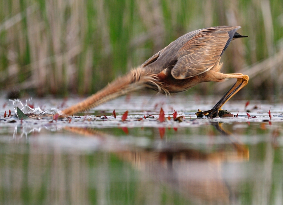 The world of birds Radoslav Tsvetkov 20