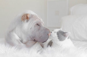 Самый фотогеничный шарпей в мире по имени Паддингтон и его лучший друг — кот Батлер