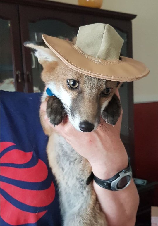 Девушка вырастила дикого лисенка вместе со своими собаками Девушка вырастила дикого лисенка вместе со своими собаками животные