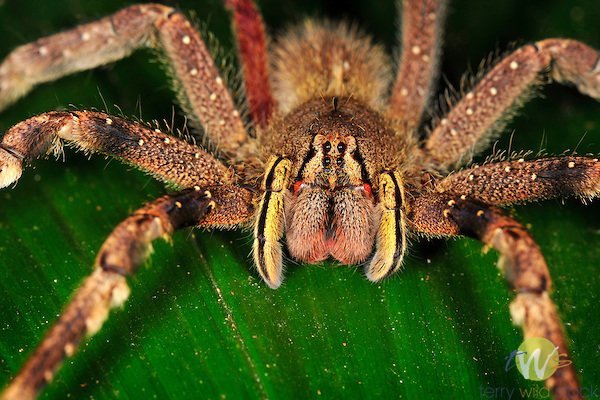 Самый ядовитый паук Смертельные насекомые, паук, самый ядовитый паук, ядовитый паук