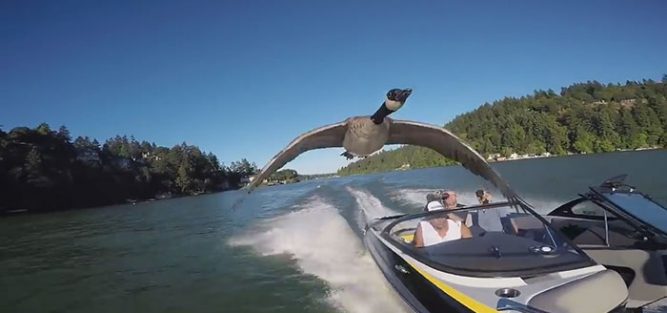 kyle-goose-4-667x313