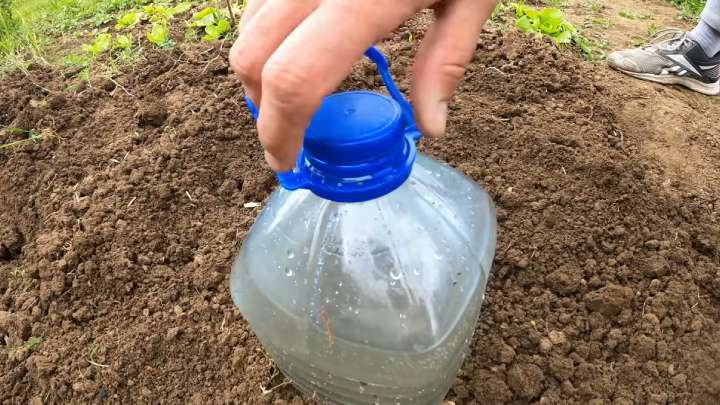 Проще не придумаешь: система капельного полива из 5л бутылки дача,полезные советы,сад и огород
