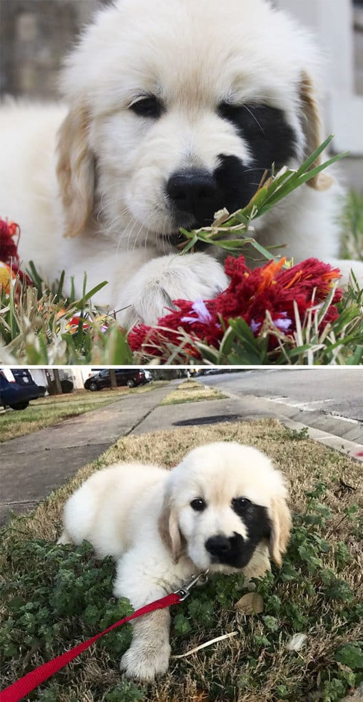 This Nugget Born With A Black Birthmark