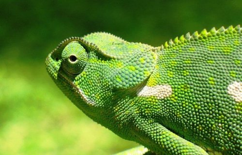 Топ-25: Интересные факты про хамелеонов, которые вы хотели знать Топ-25: Интересные факты про хамелеонов, которые вы хотели знать