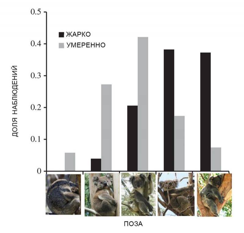 Как коалы выживают при температурах выше 30°С