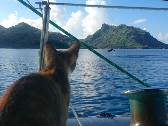 Она бросила свою работу и отправилась с котом вокруг света на парусной лодке 