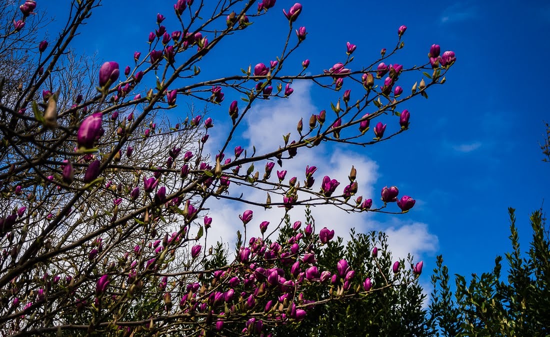 Очередные 10 000 шагов к здоровью Очередные 10 000 шагов к здоровью коронавирус,медицина,общество,яостаюсьдома