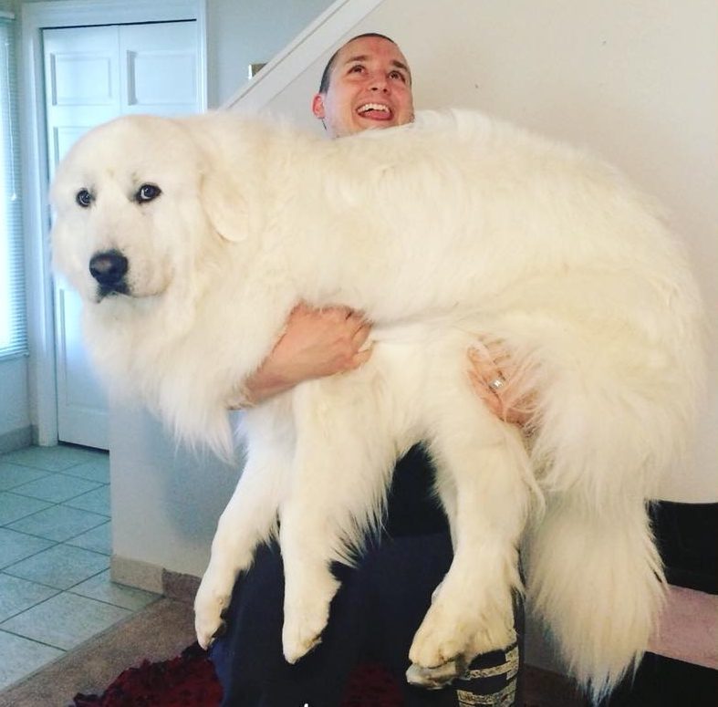 Are you looking to get a gym membership to reach your goals in the new year? If you have a Great Pyrenees, you can skip the membership—here's how.